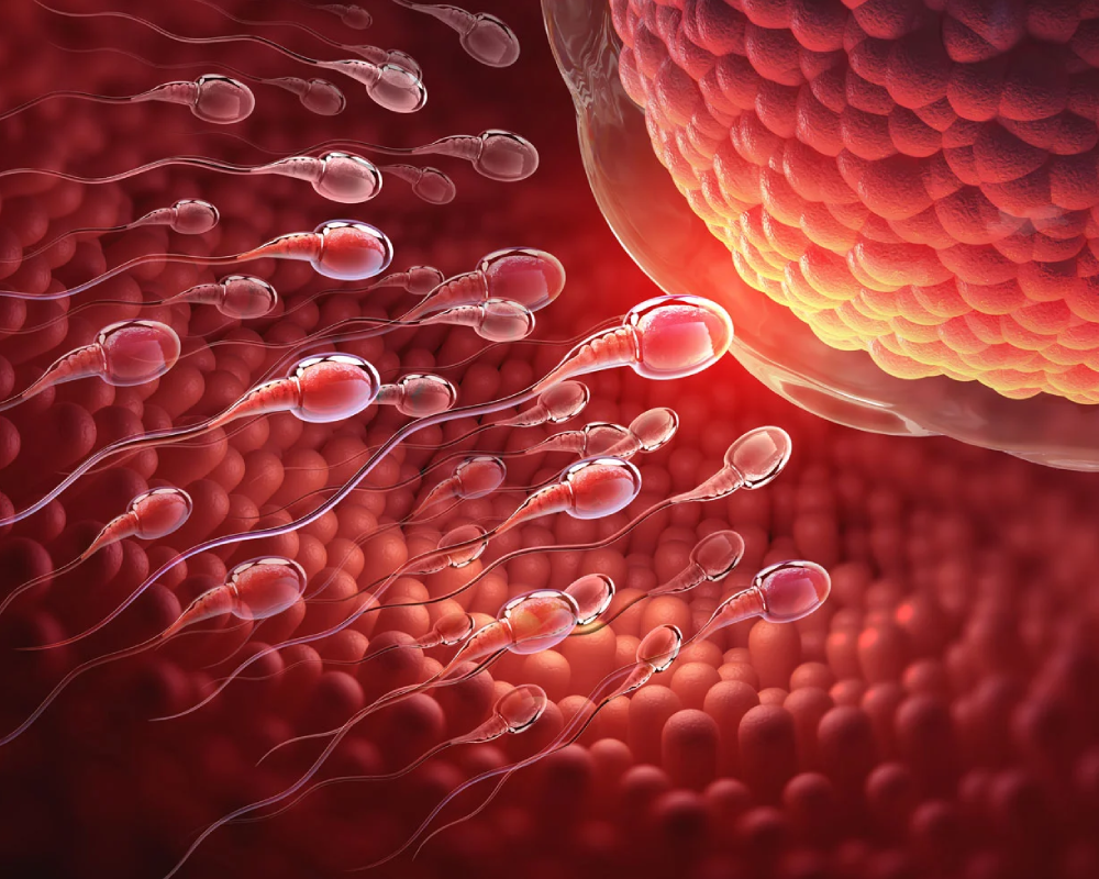 Espermatozoides acercándose a un óvulo