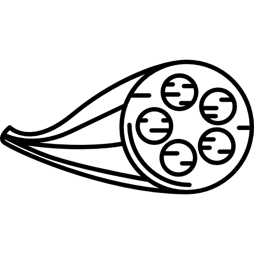fibra-muscular fibra muscular